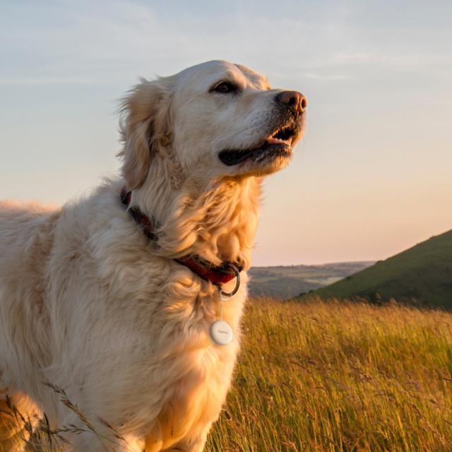 Hama Key Finder, for Android “Find My Device” App, Bluetooth®, white 